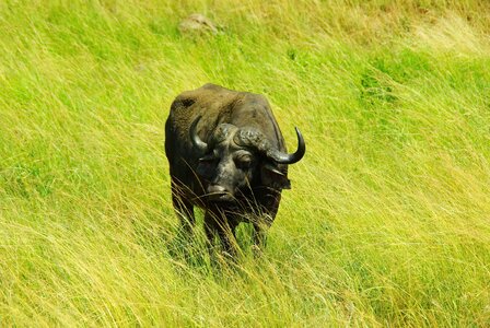 Buffalo patibulaire savannah photo