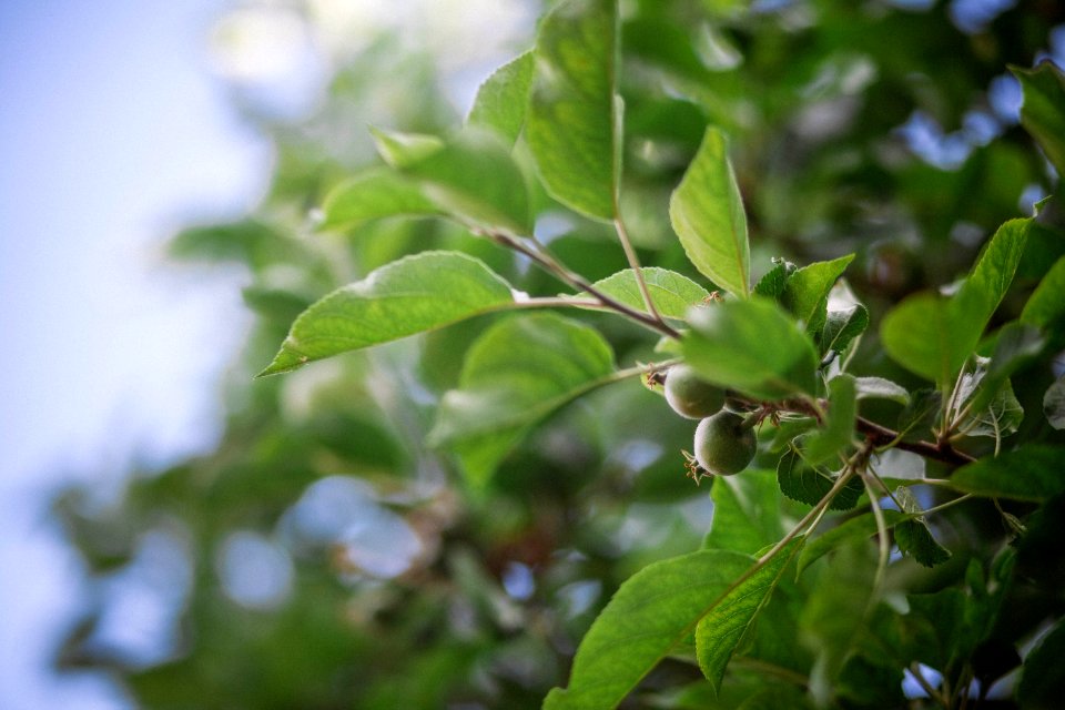 Summer, Apple tree, Apple