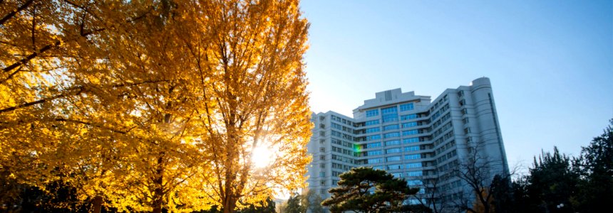 Beijing, China, Trees photo