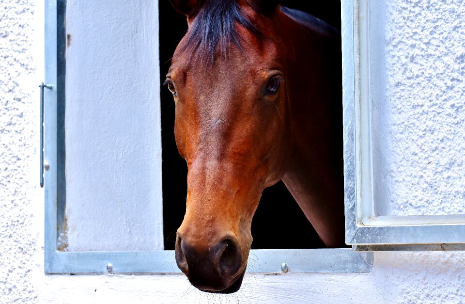 Horse head animal brown horse