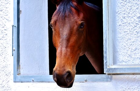 Horse head animal brown horse