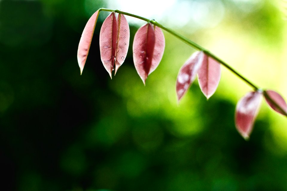 shallow focus photography of red leaved plant photo