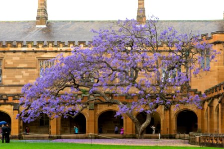 The university of sydney, Australia, Trees