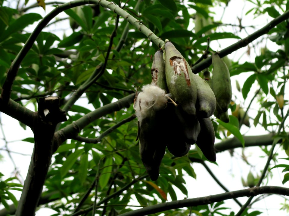 Singapore, Sentosa nature discovery, Nature
