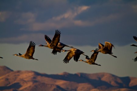Willcox, United states, In flight