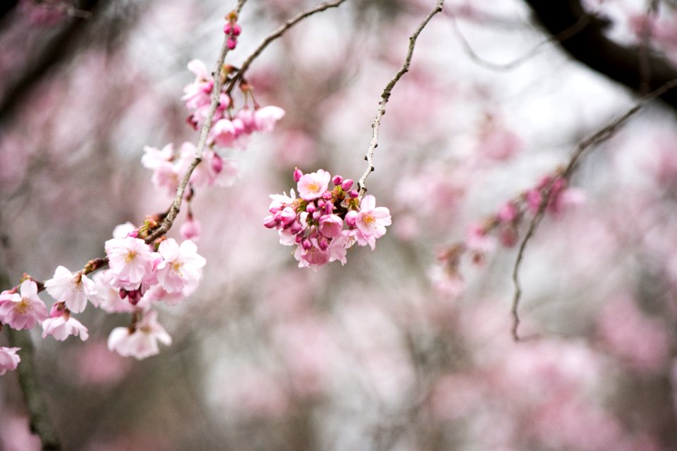 Shofuso japanese house, Garden, Philadelphia