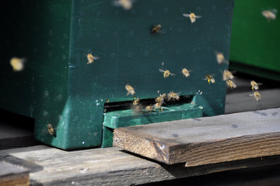Pollination spring collect pollen