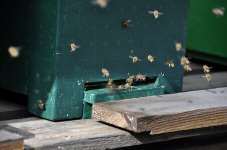 Pollination spring collect pollen