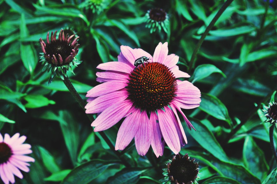 Nature, Bugs, Flowers