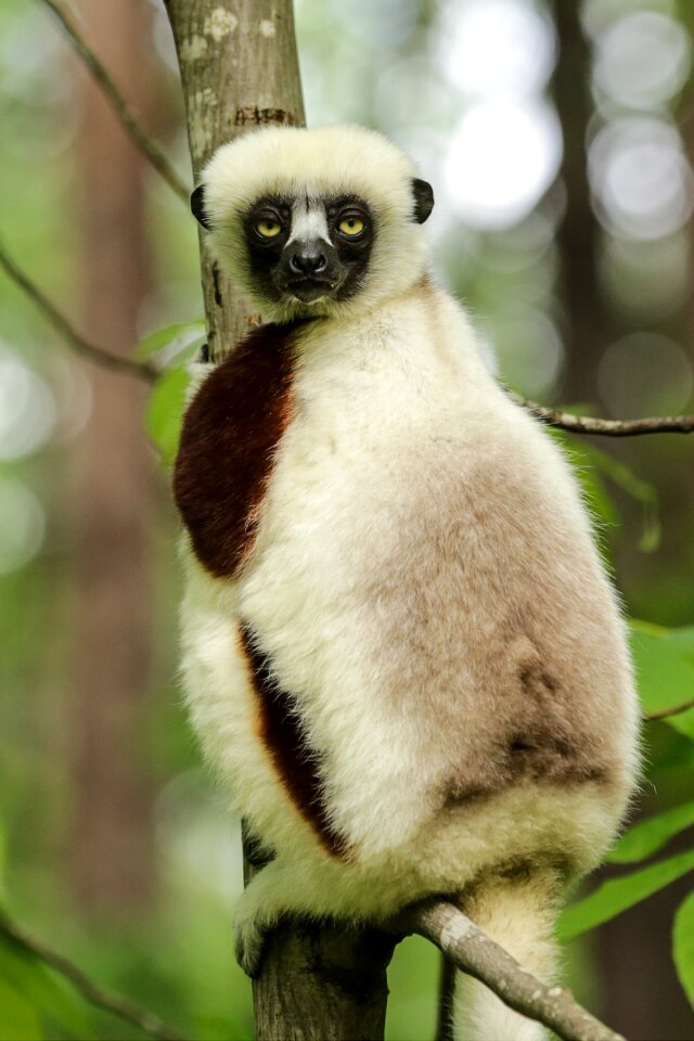 Sifaka duke lemur center durham nc