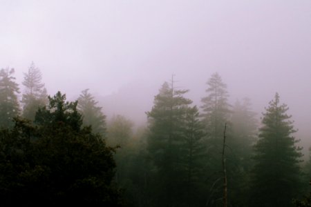 Mist, Scape, Woods photo