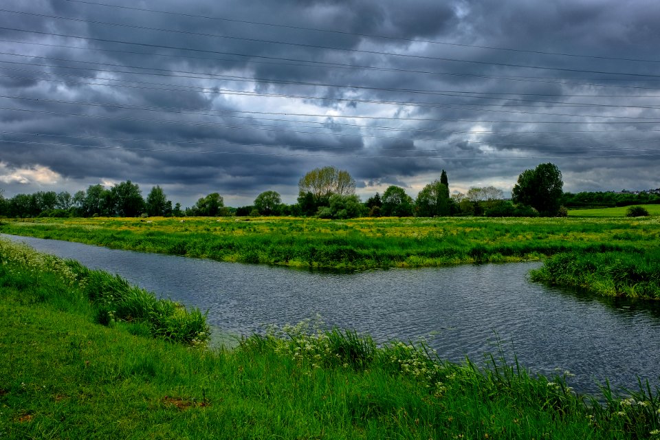 Meadow, Grass, Yellow