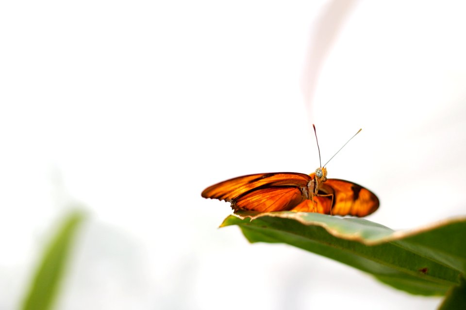 San francisco botanical garden, San francisco, United states