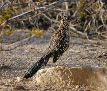 Ground cuckoo fast standing