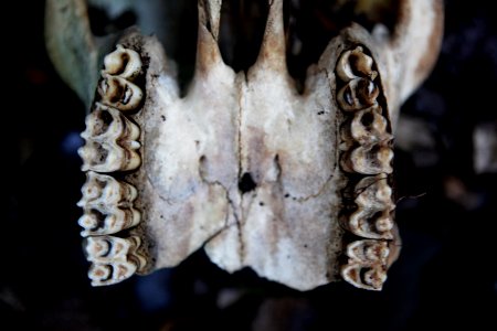 Bones, Teeth, Skull photo