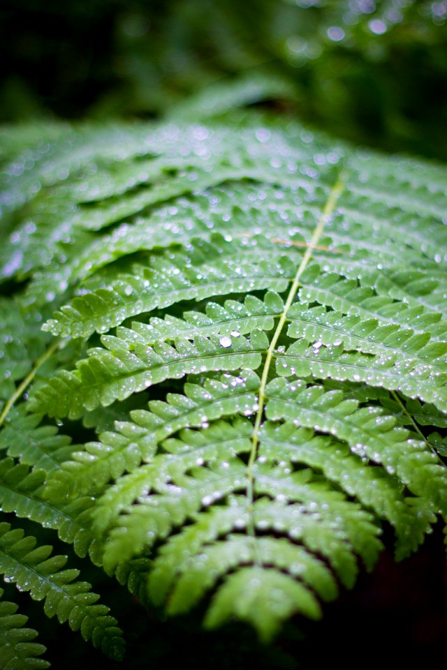 green leaf in closeup photography