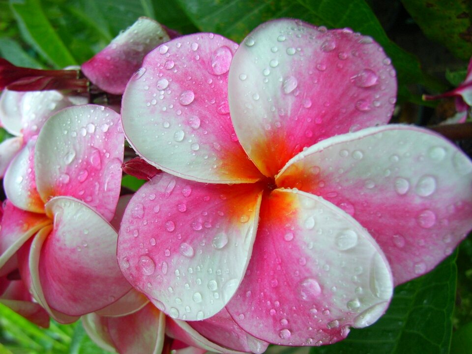 Wellness fresh floral