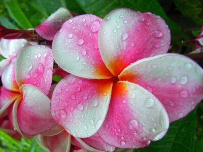 Wellness fresh floral