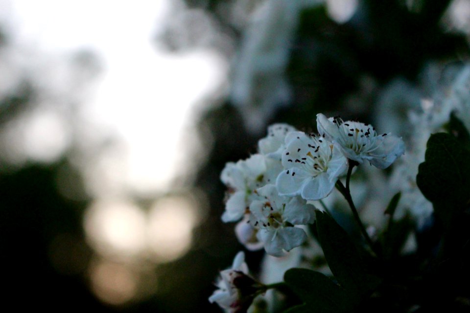 Twilight, Bush, Forest