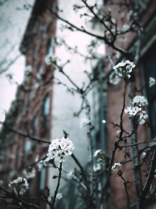 closeup photography of white petal flowers near brown building photo