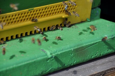 Pollination spring collect pollen