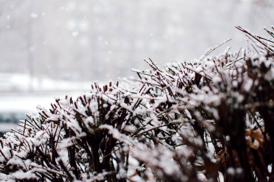white snow on brown bush