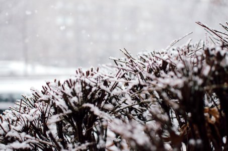 white snow on brown bush