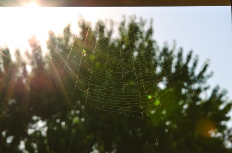 Spider web, Light, Garage photo