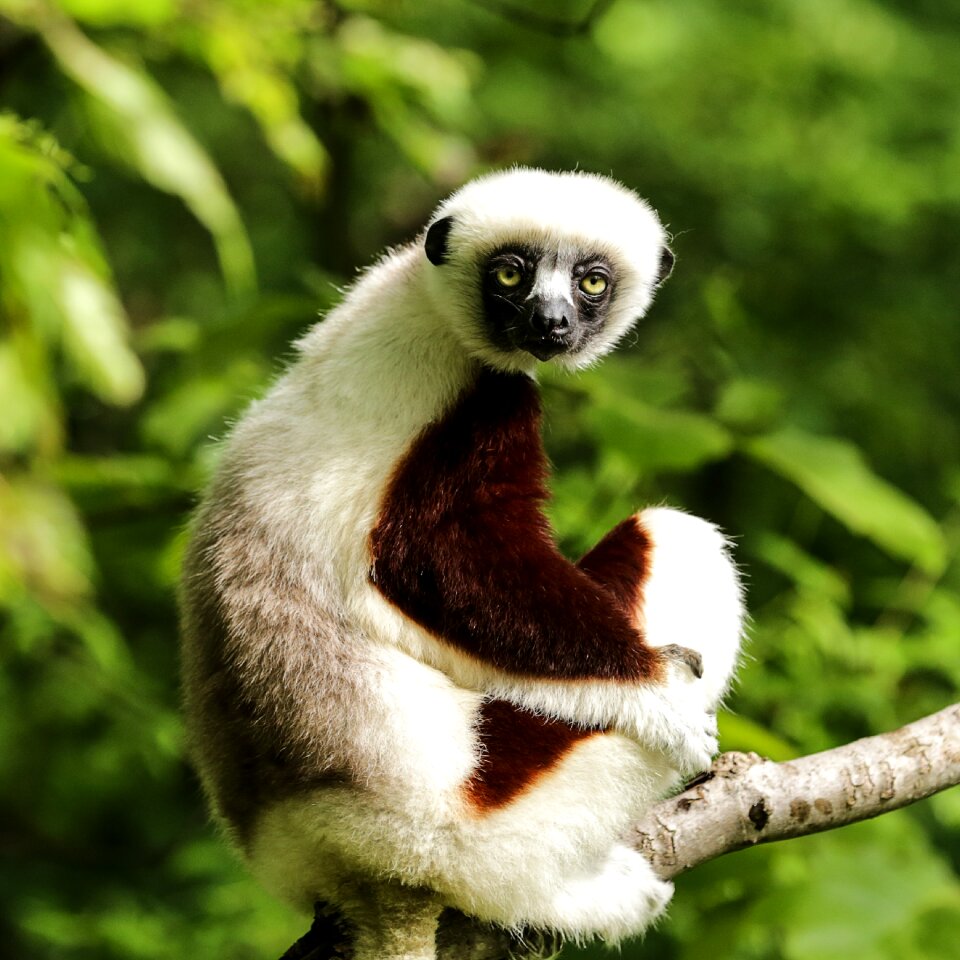 Sifaka duke lemur center durham nc