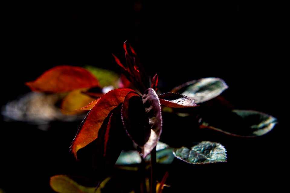 red and green leafed plant