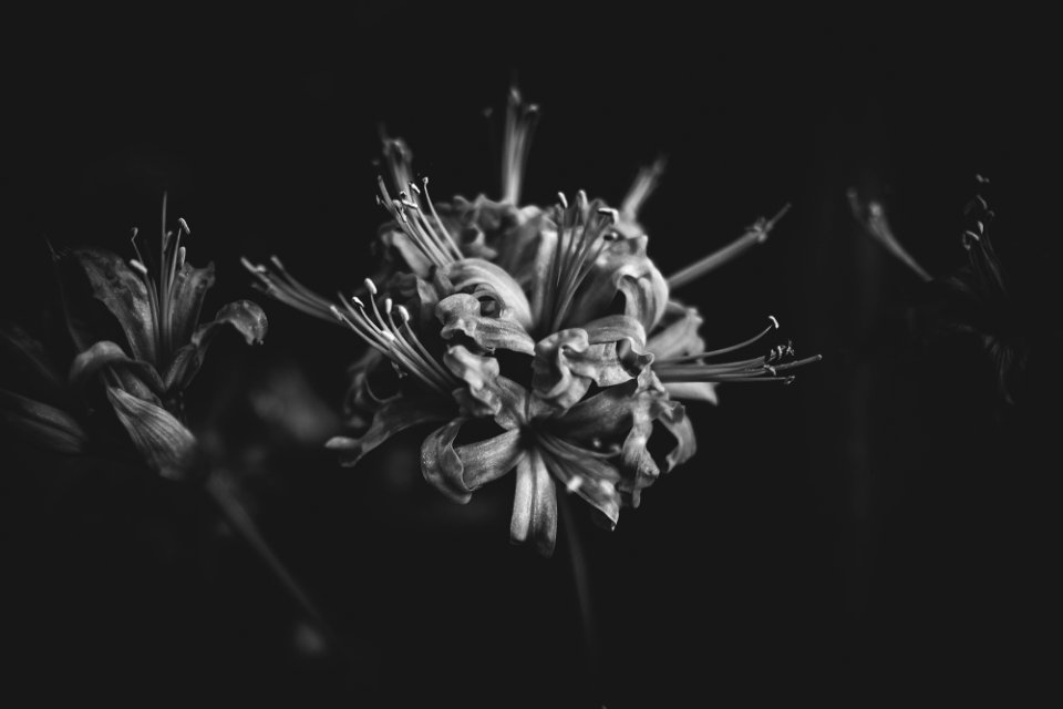 grayscale photo of flowers