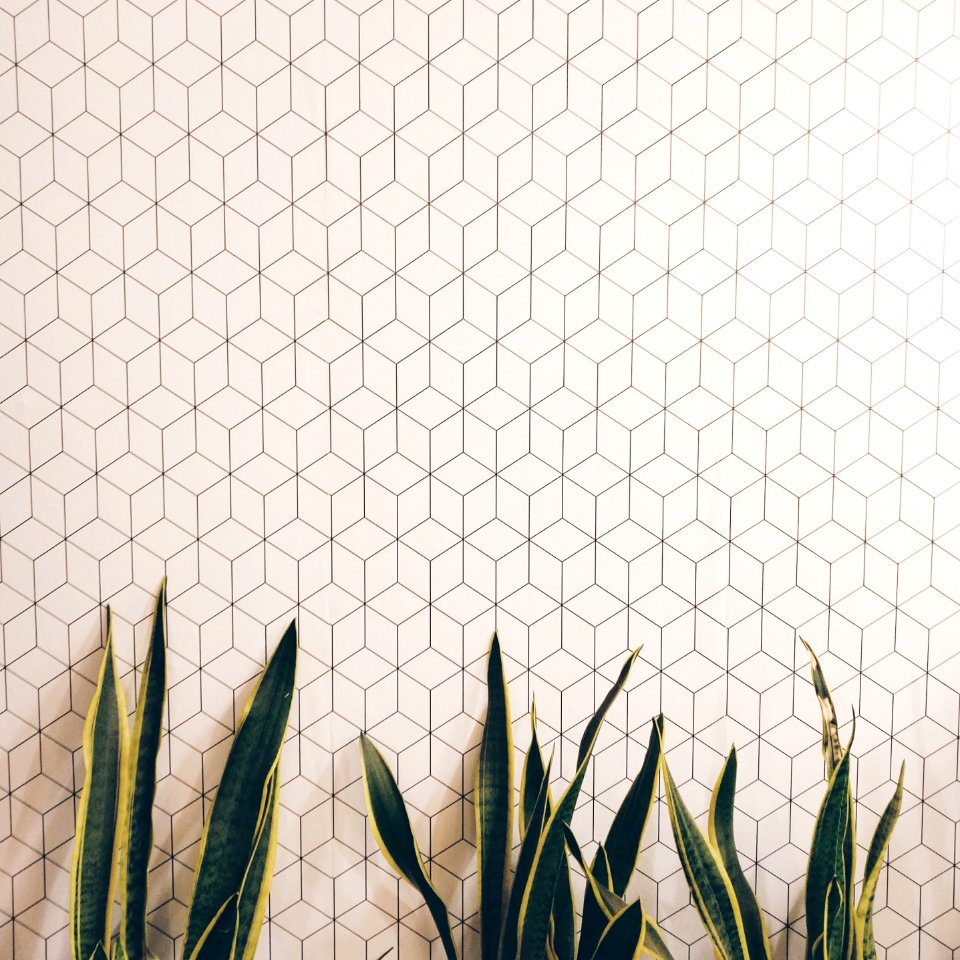 Plants, Clean, Interior design