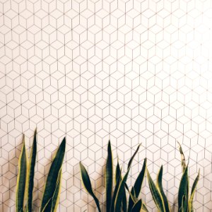 Plants, Clean, Interior design
