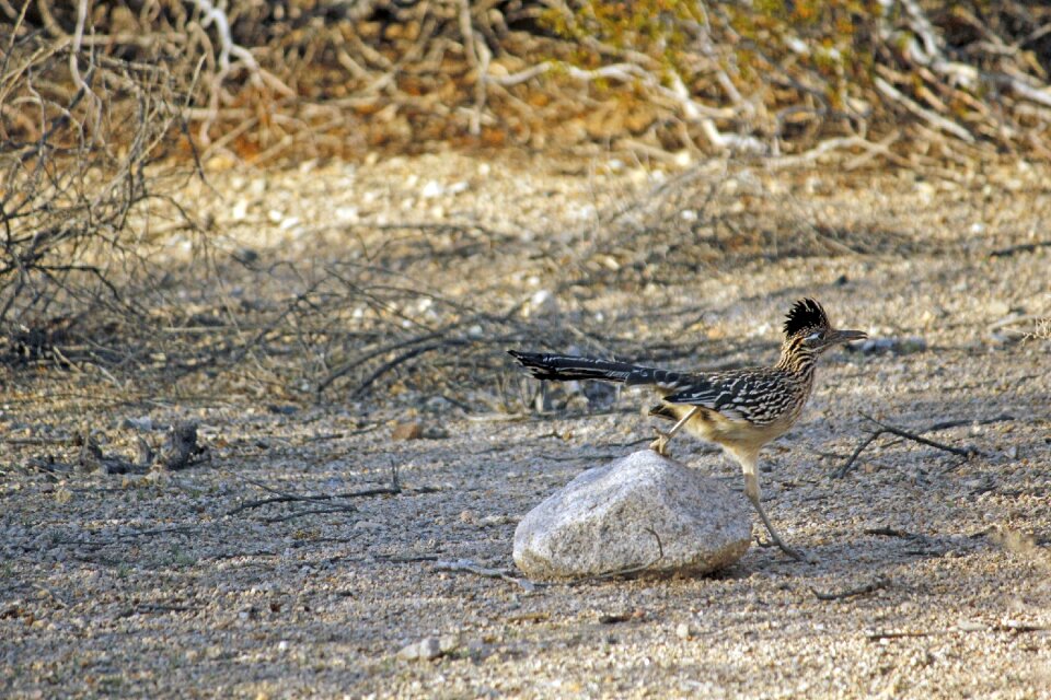 Ground cuckoo fast running