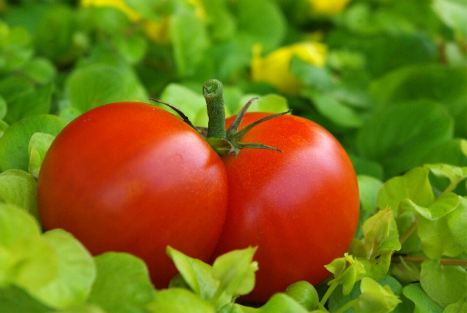 Food vegetables macro
