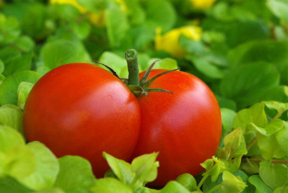 Food vegetables macro photo