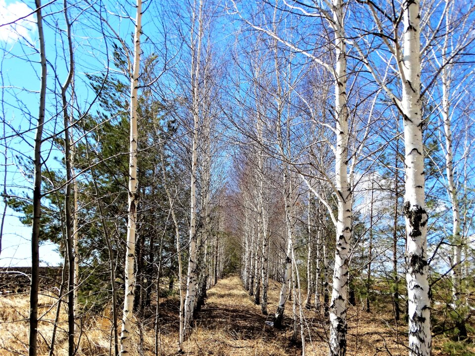 Forest prolesok tree