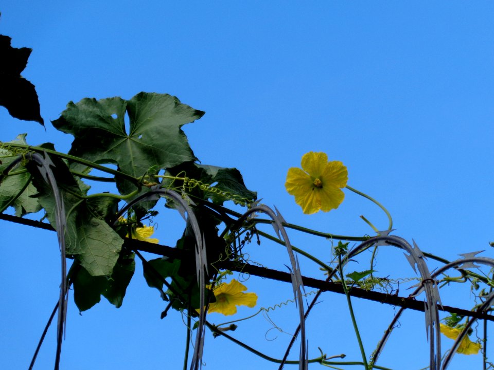 Barb, Wire, Metalic photo