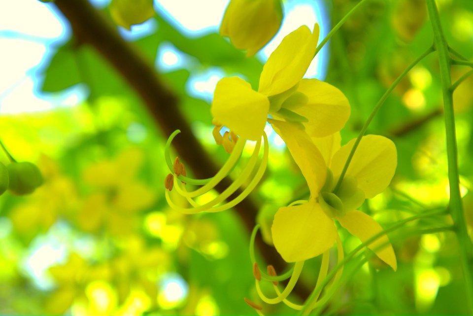 Marilao, Philippines, Tree flowers