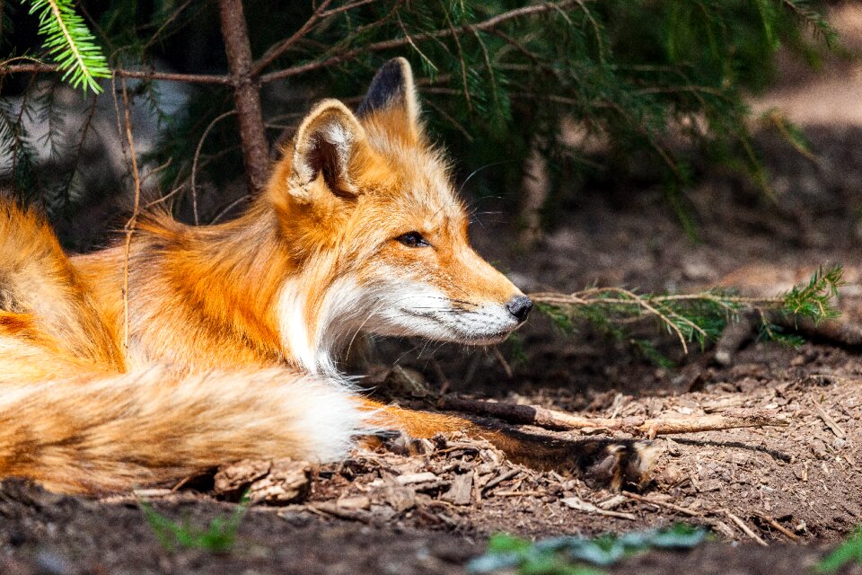 Wild wild animal forest animal