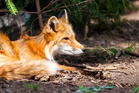 Wild wild animal forest animal photo