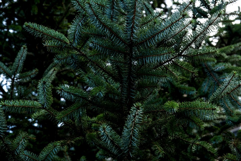 green-leafed tree