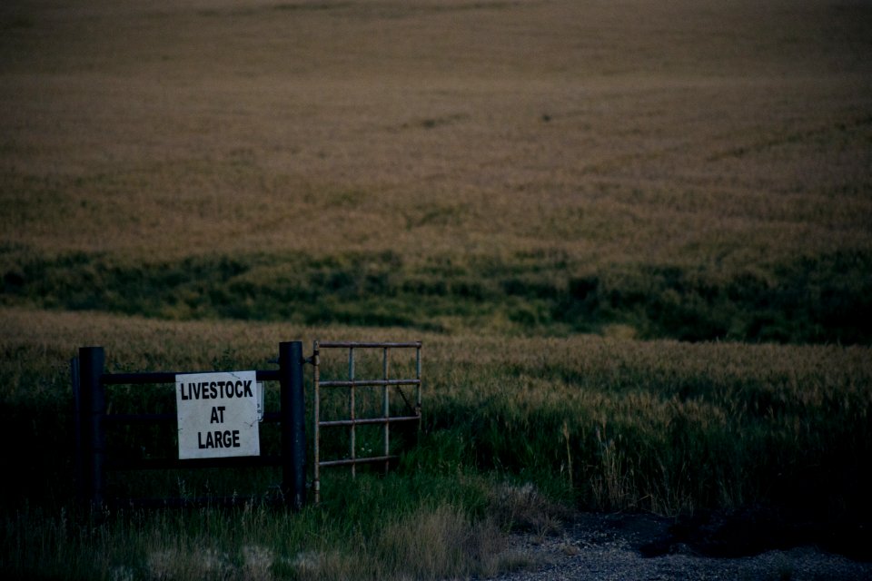 livestock at large signage