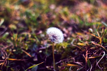 Elion, White, Grass