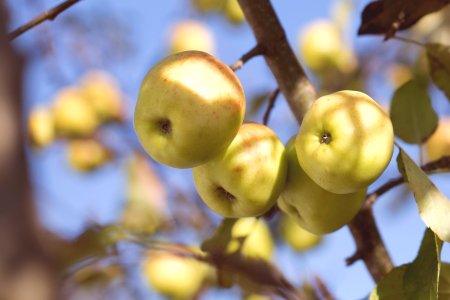 tilt-lens granny smith