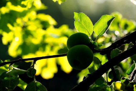 Orchard, Garden, Chlorophyll photo