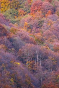 Autumn, Forest, Trees