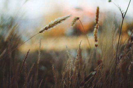 shallow focus photography of brown dried grass photo