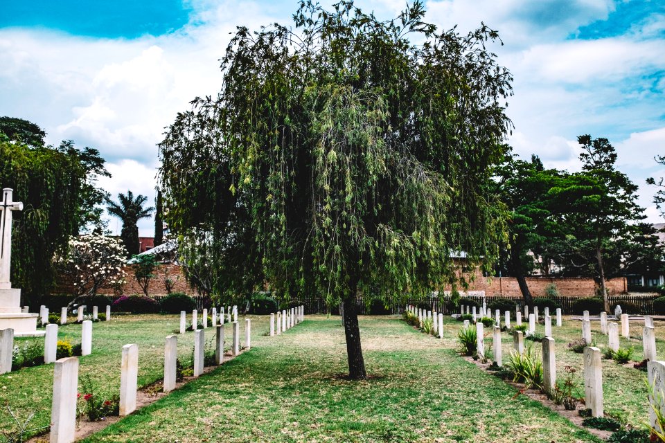 lone tree on graveyard