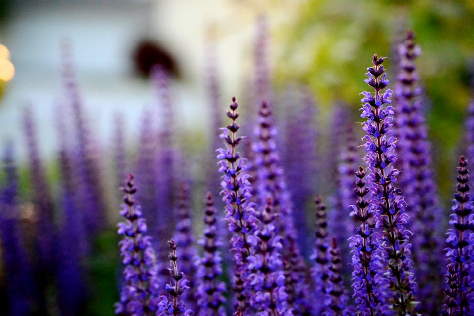 Golden hour, Purple wildflower, Purple photo